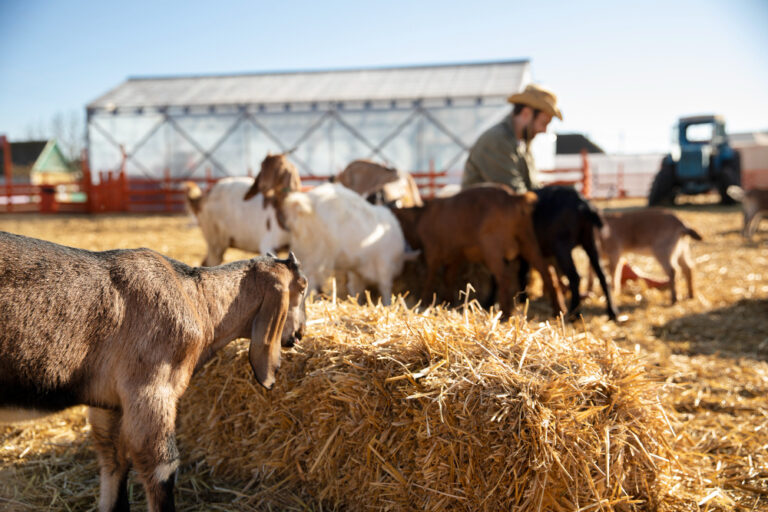 В Амурской области за 2025 год выявили нарушения в использовании 95 тыс. га сельхоз земель