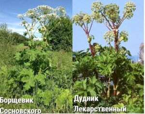 Борщевик и дудник