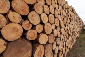 Из Приморья вывезли ясень на 9 млн рублей