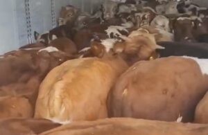 В Бурятии остановили незаконную перевозку 58 голов скота
