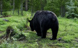 Забайкалье перешло на режим повышенной готовности