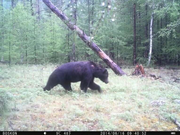 В Забайкалье объяснили, почему медведи не впадают в спячку