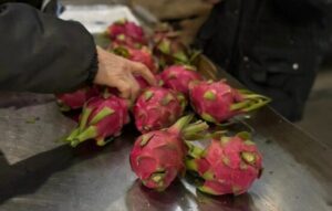 В Приамурье завезли около 650 тонн экзотических фруктов из Китая